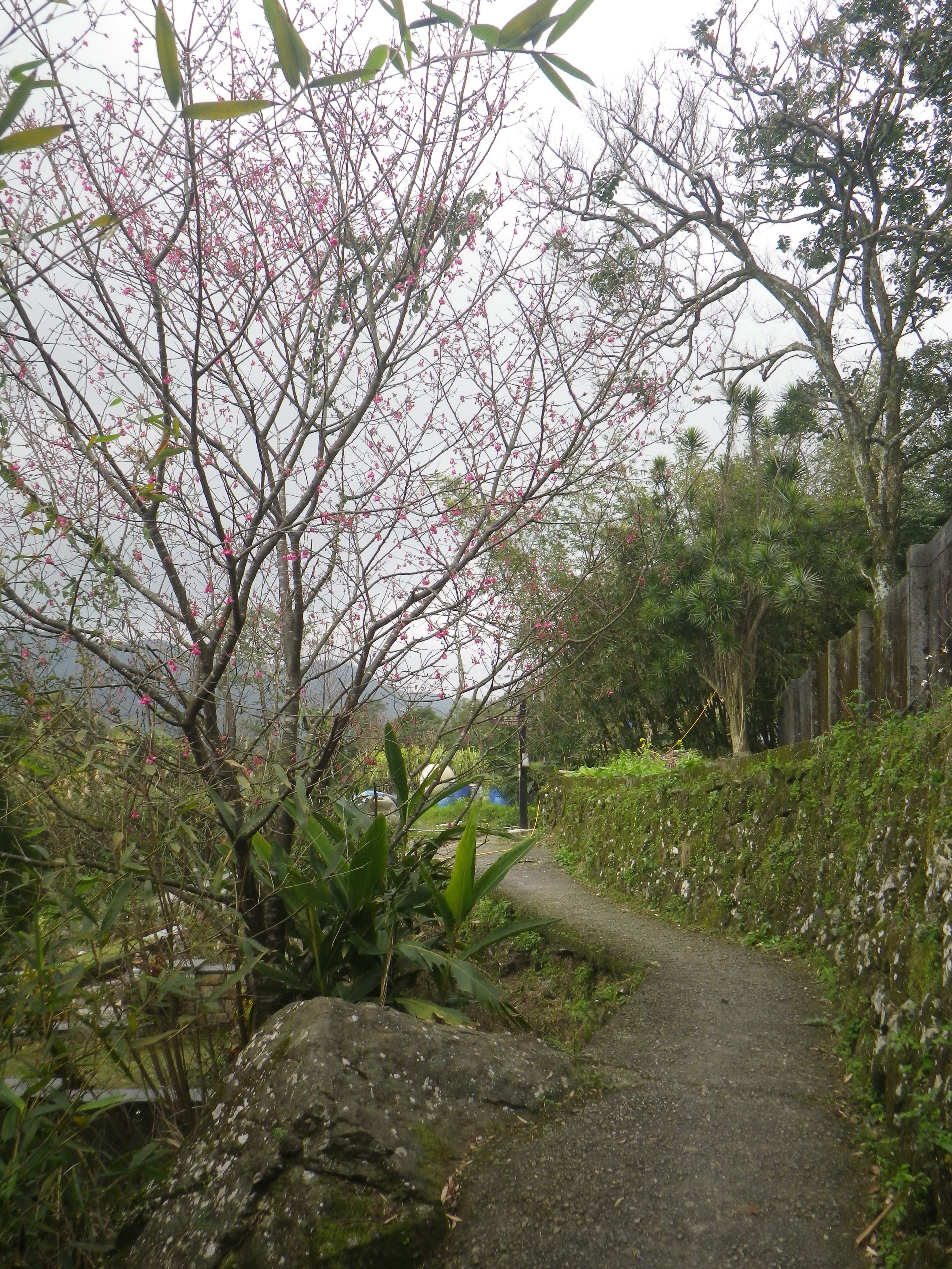 樟湖步道