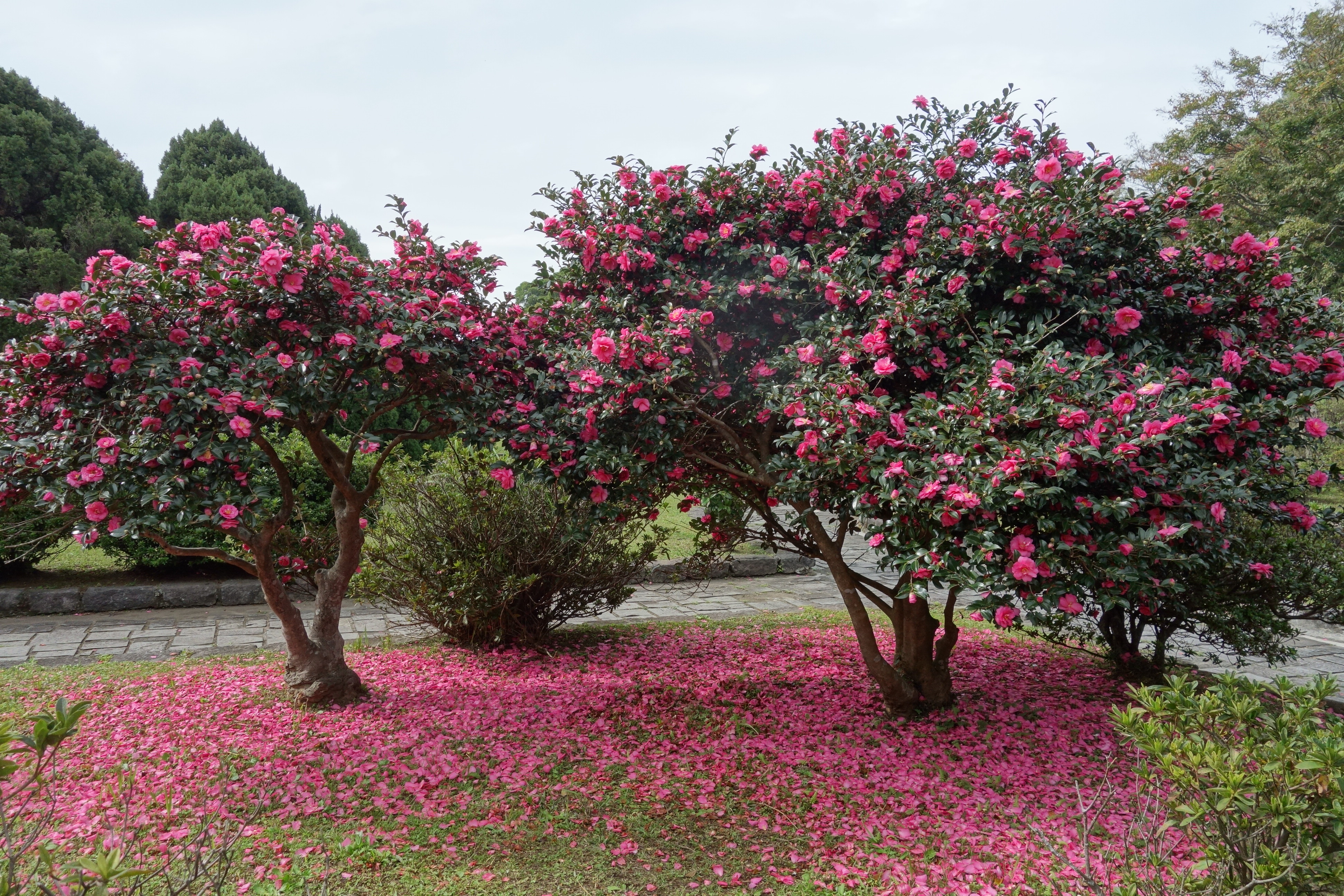 杜鵑茶花園正盛開的茶梅嬌豔欲滴
