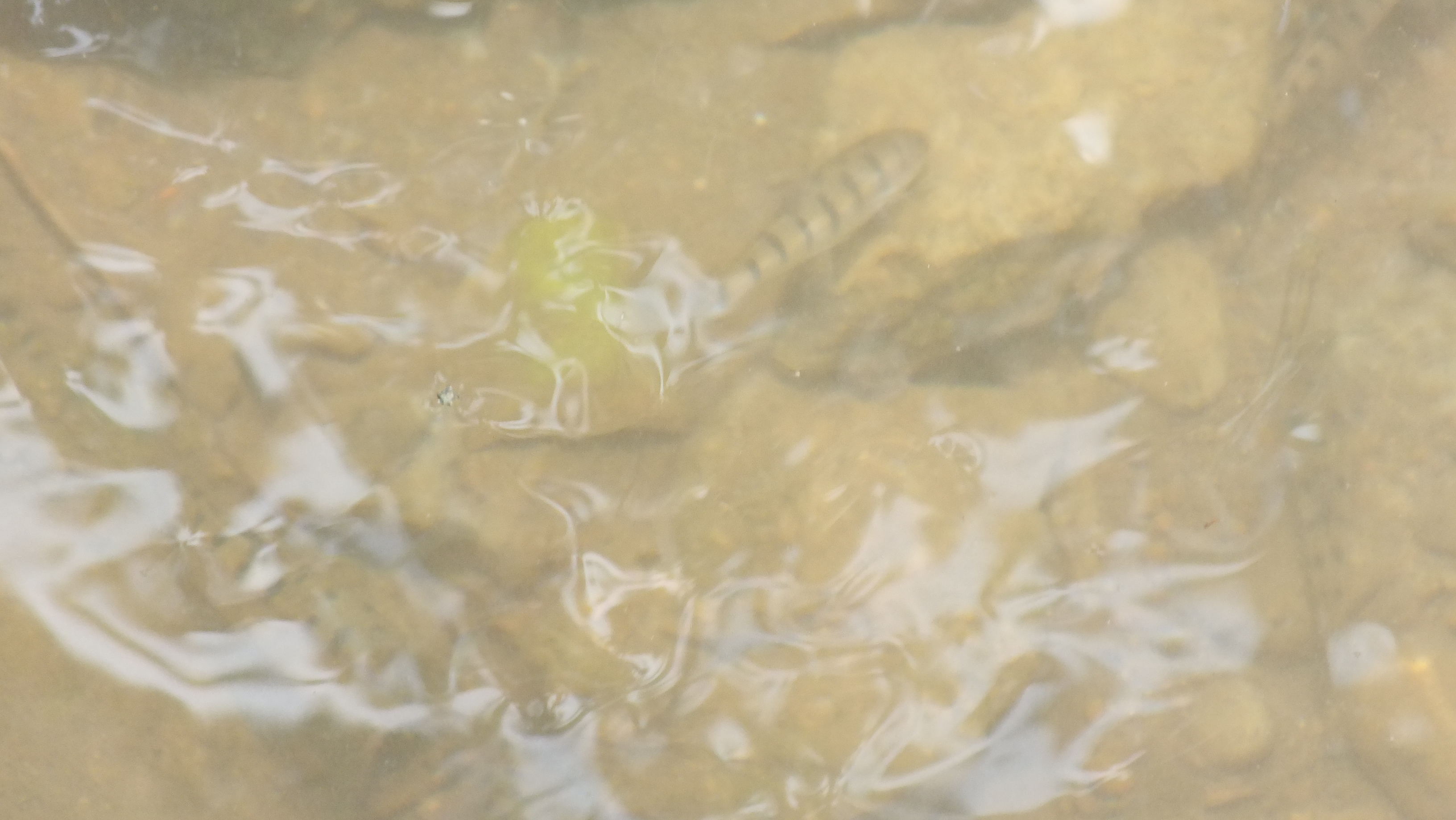 （現況照片）圳仔頭溪生態照片-溪水內隱約見魚兒優游其中