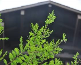 彩雲亭旁落羽松1