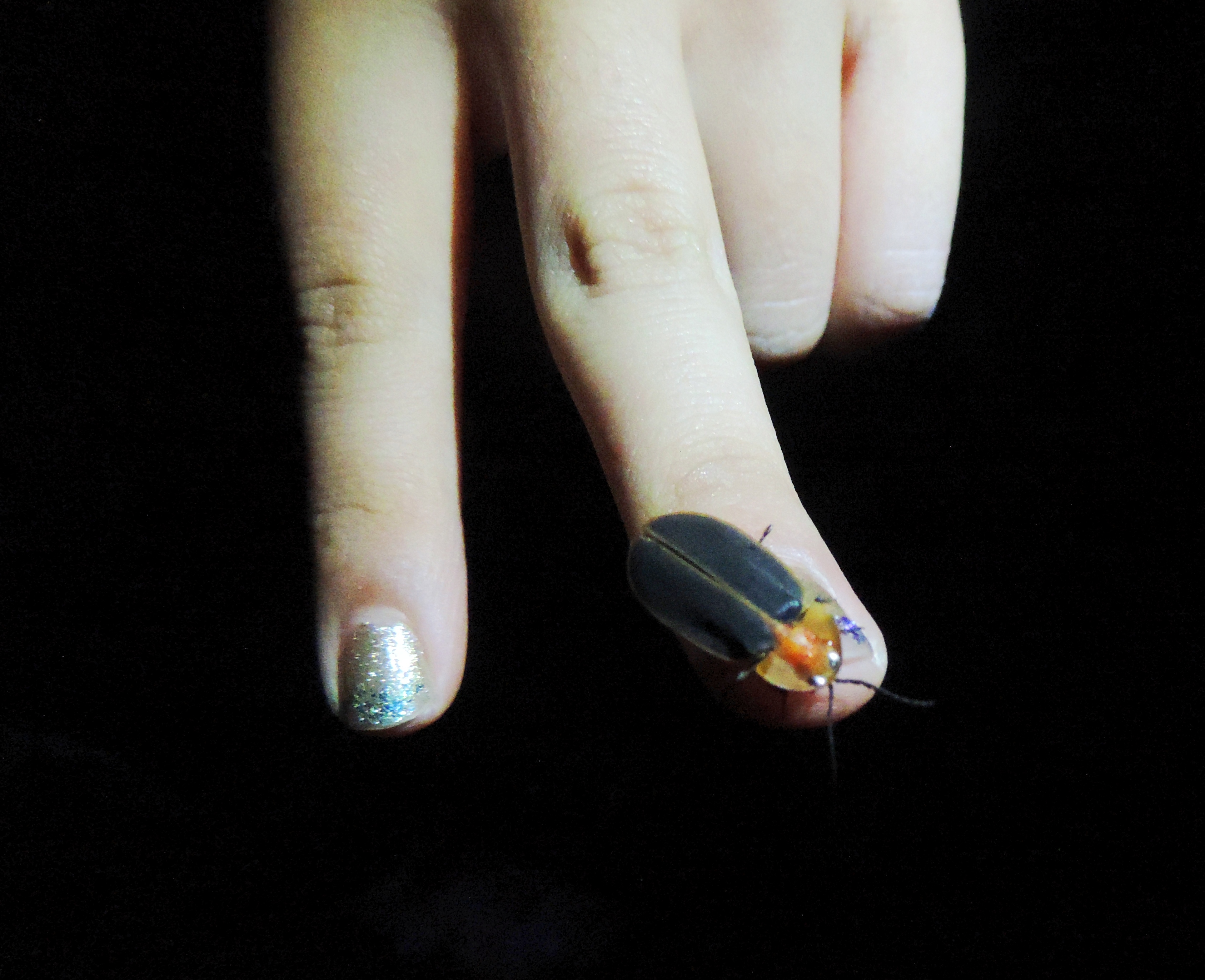在小女孩手指上的螢火蟲