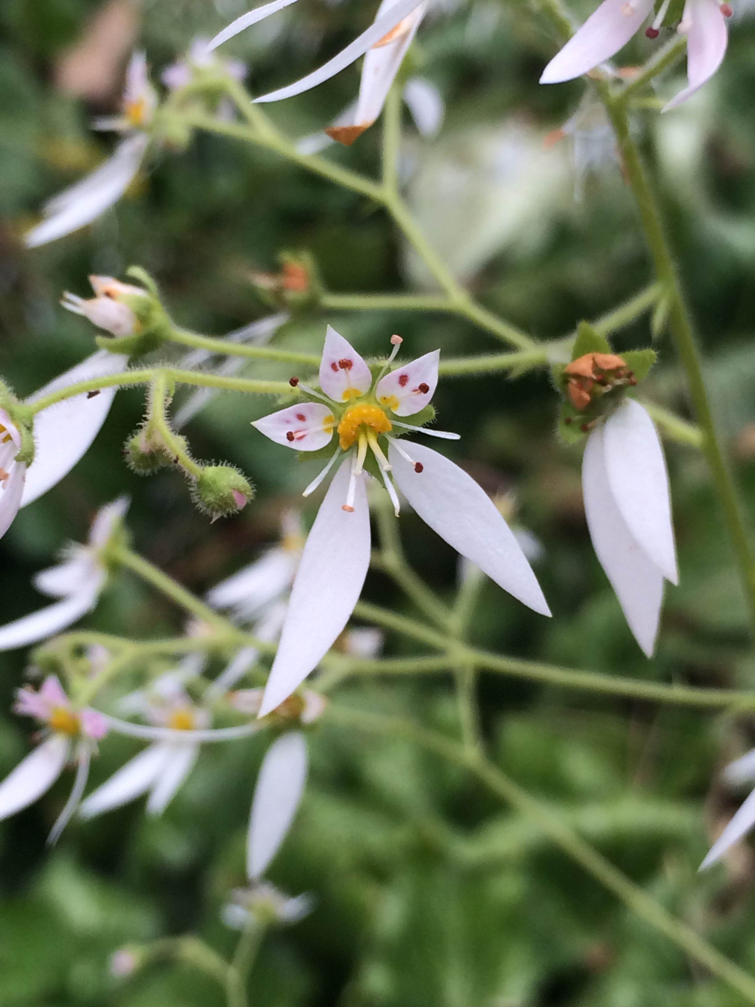 虎耳草花