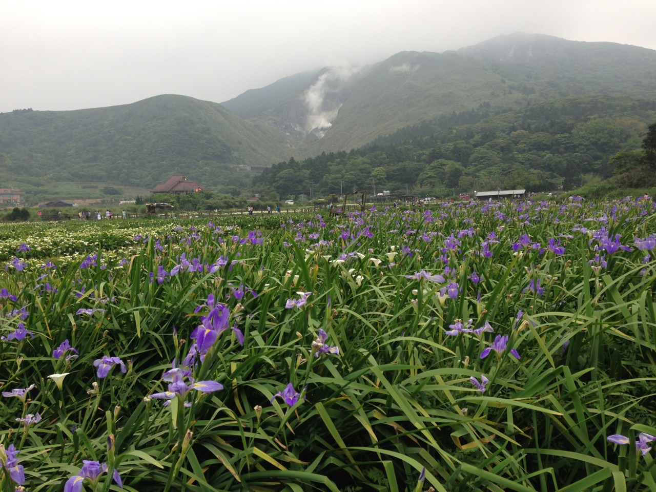 頂湖美麗紫艷的燕子花海