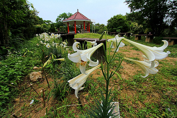 Taiwanese lilies on the Gengliao Trail