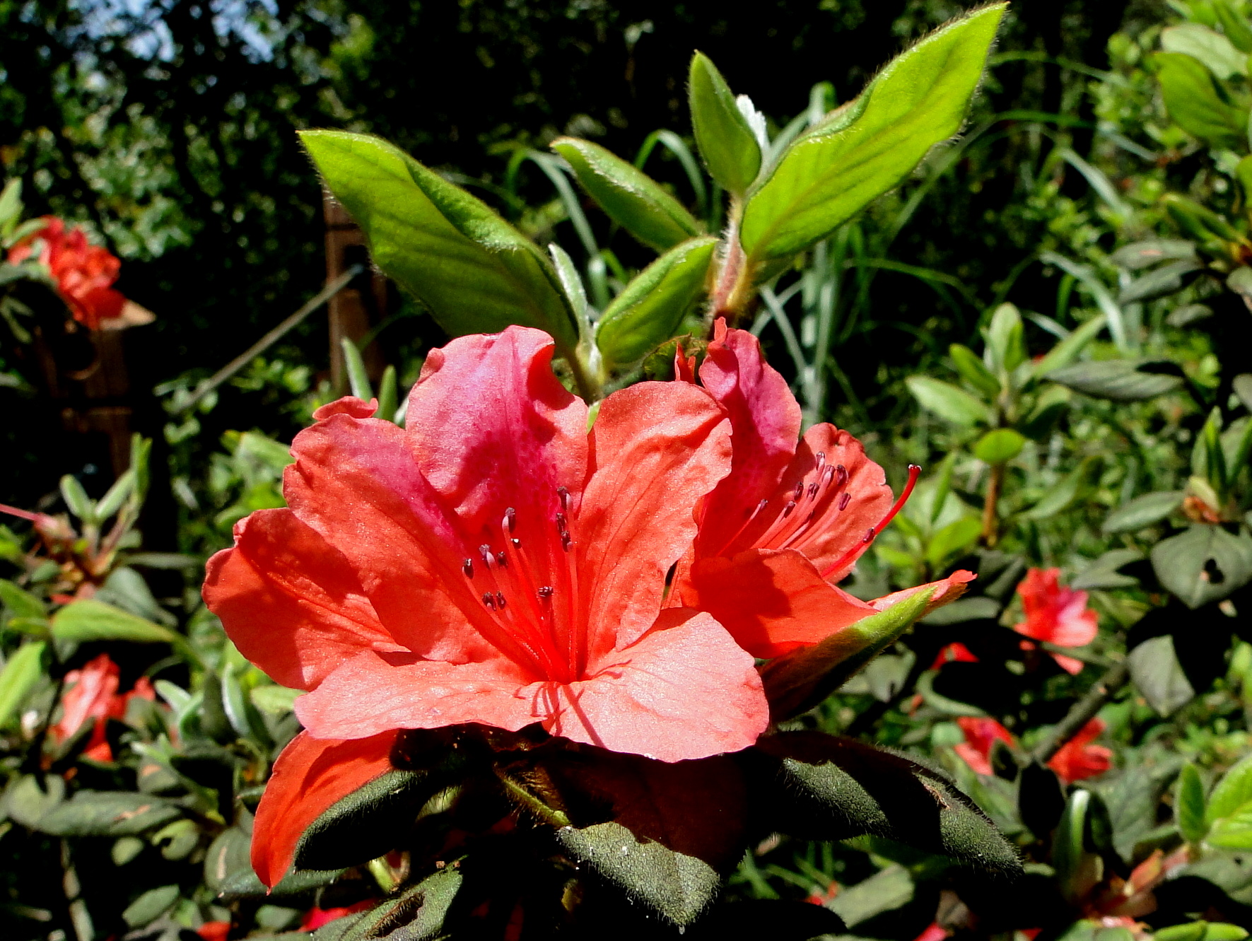 Oldham’s Azalea on the Jinmianshan Hiking Trail