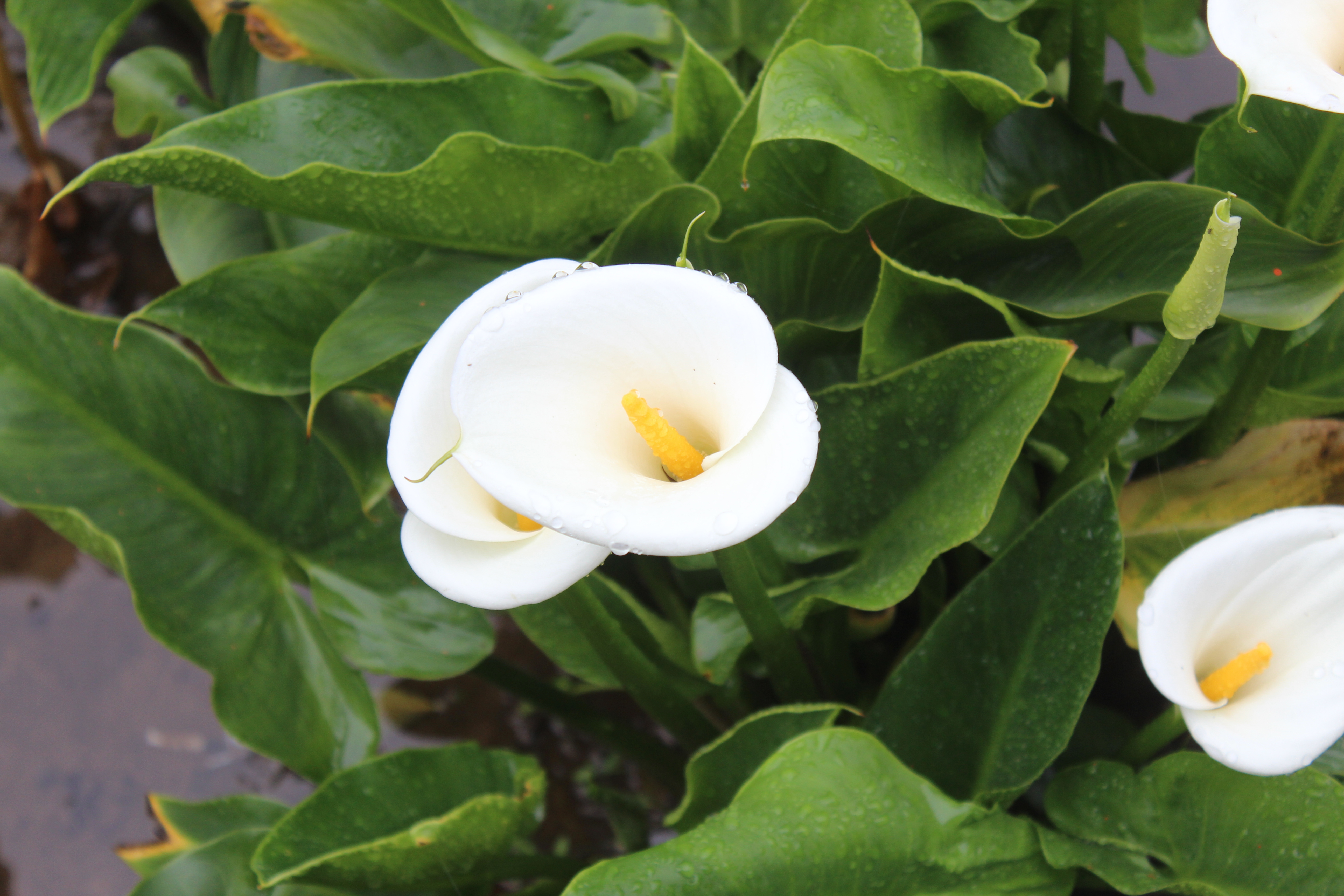 Calla lilies in the north: a close-up shot of calla lily at Bamboo Lake