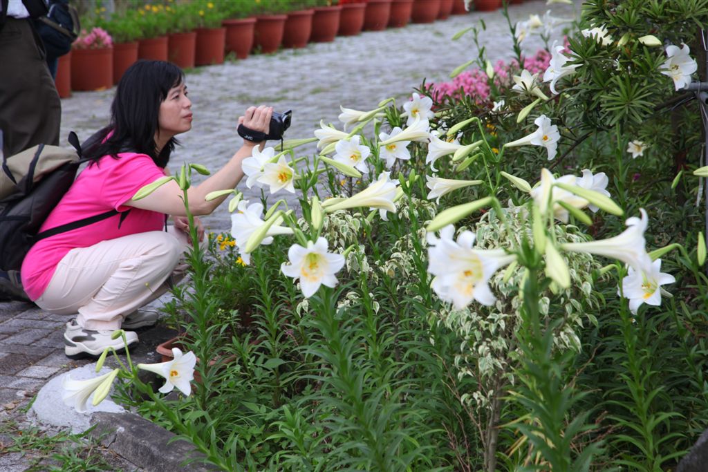 Taiwanese lilies in the center: the “sea of lilies” at Neishuangxi Nature Center