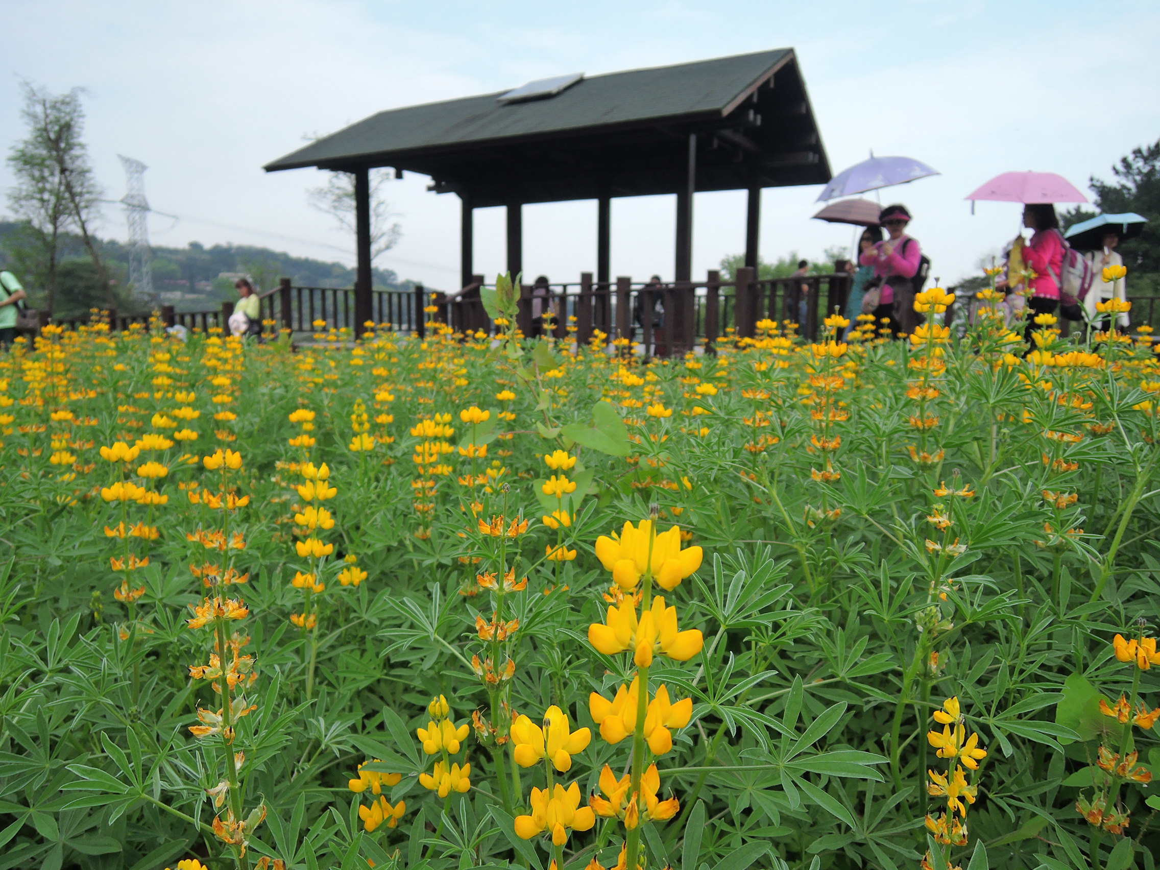 Dull-ice flowers in the south: the Caiyun Pavilion and “sea of dull-ice flowers” on Camphor Tree Trail