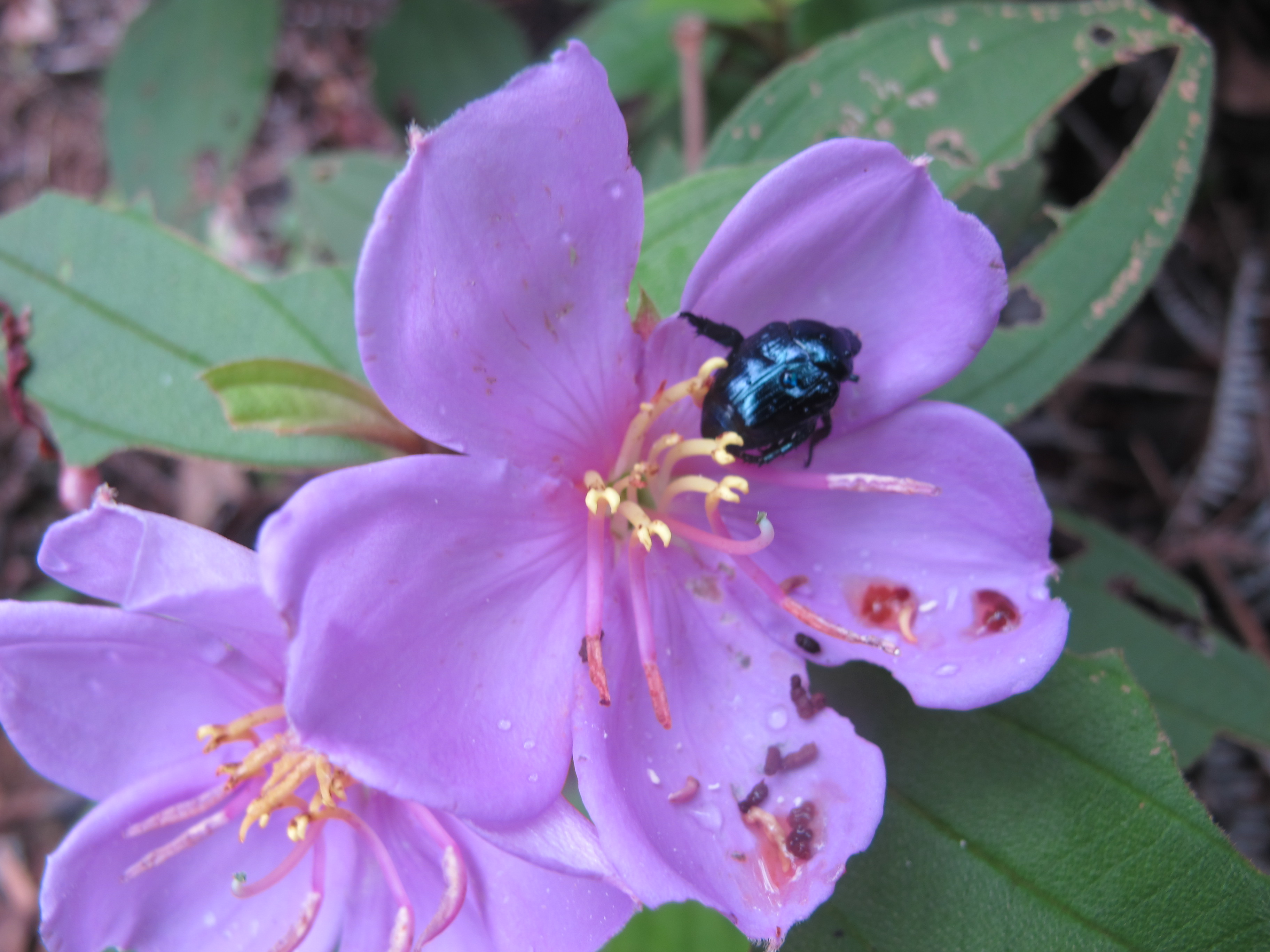 Common Melastoma on the Cuishan Hiking Trail