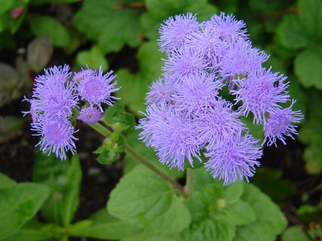 Flossflowers on the Cuishan Hiking Trail