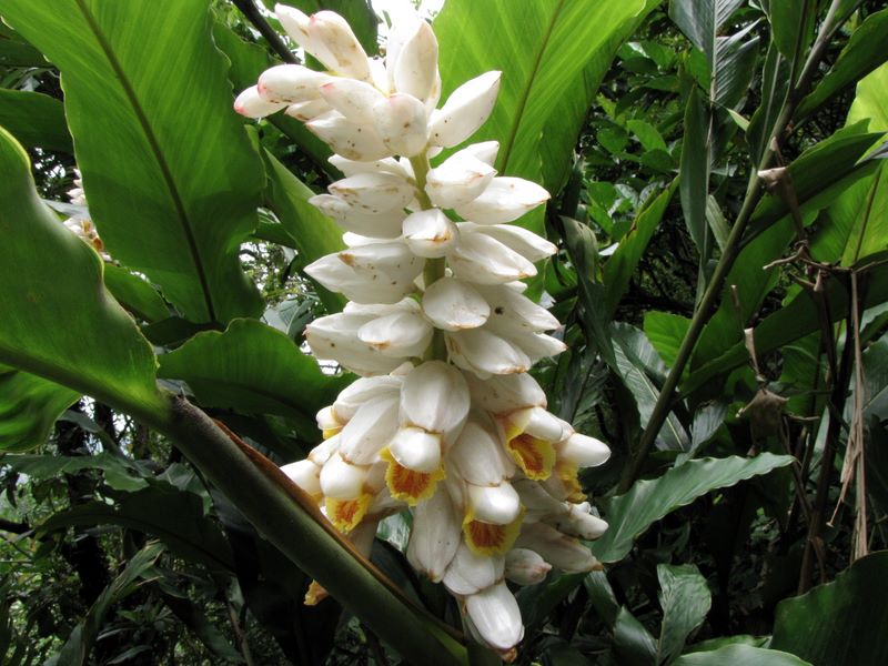 Shell ginger on the Xiangshan and Hushan Hiking Trails