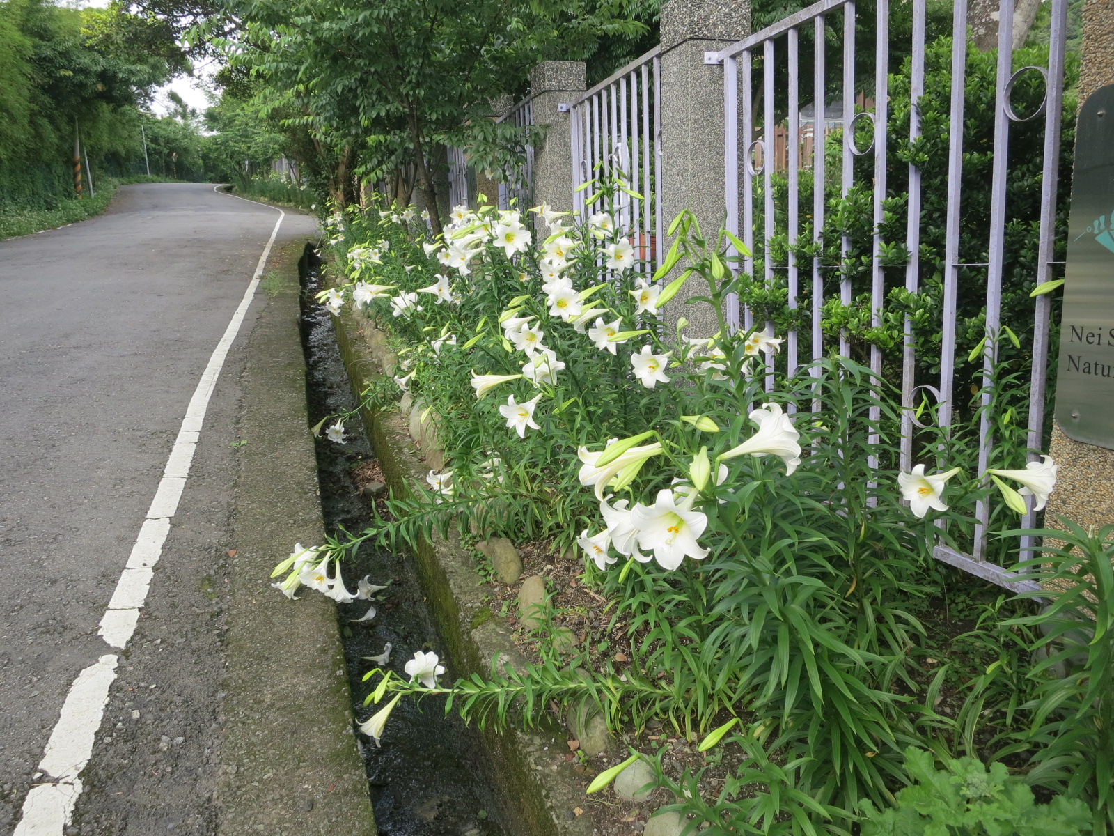 士林內雙溪「鐵炮百合」即將盛開