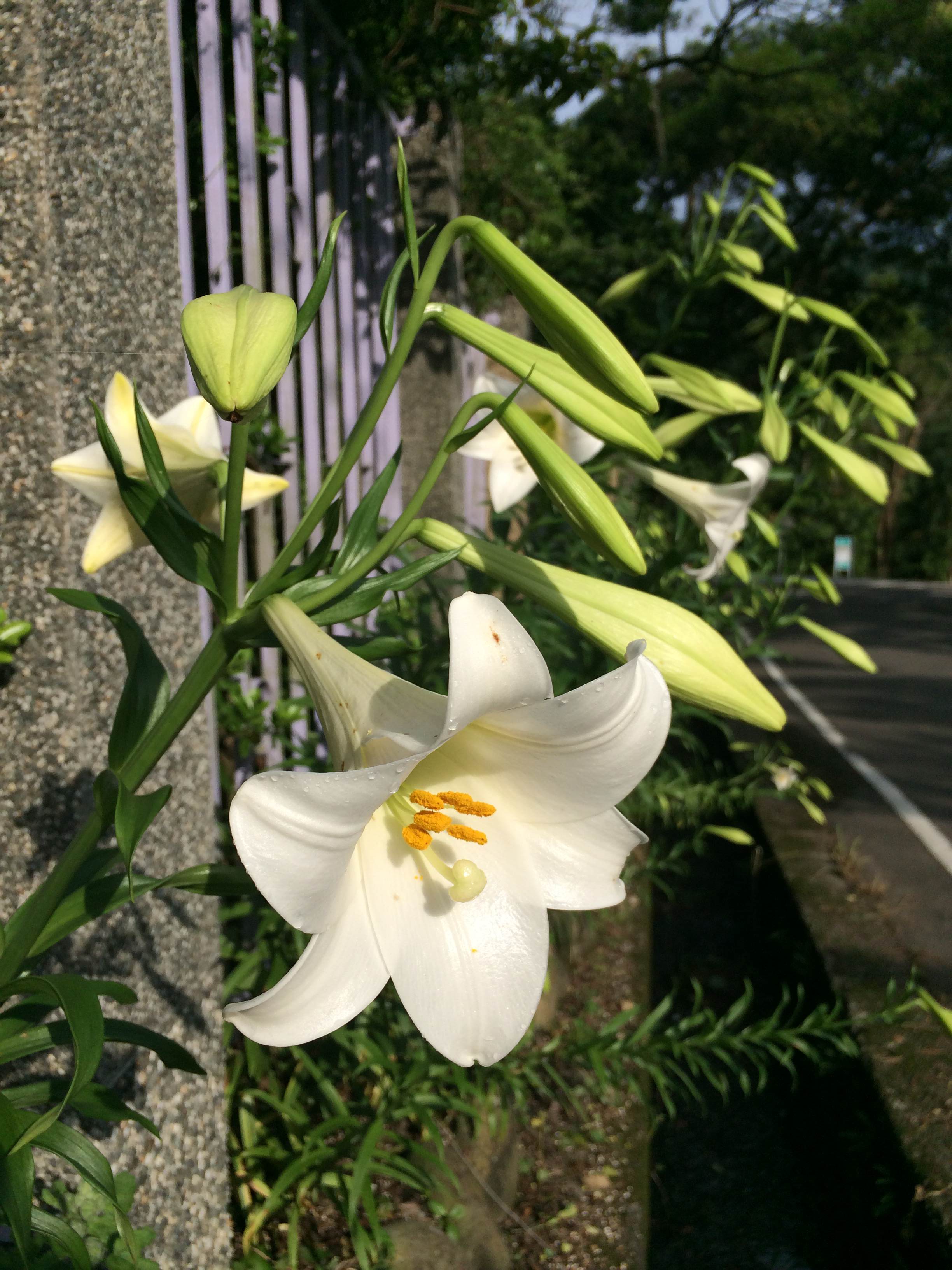 士林內雙溪「鐵炮百合」即將盛開