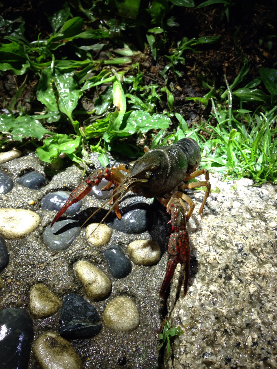 外來種美國螯蝦勘稱生態殺手