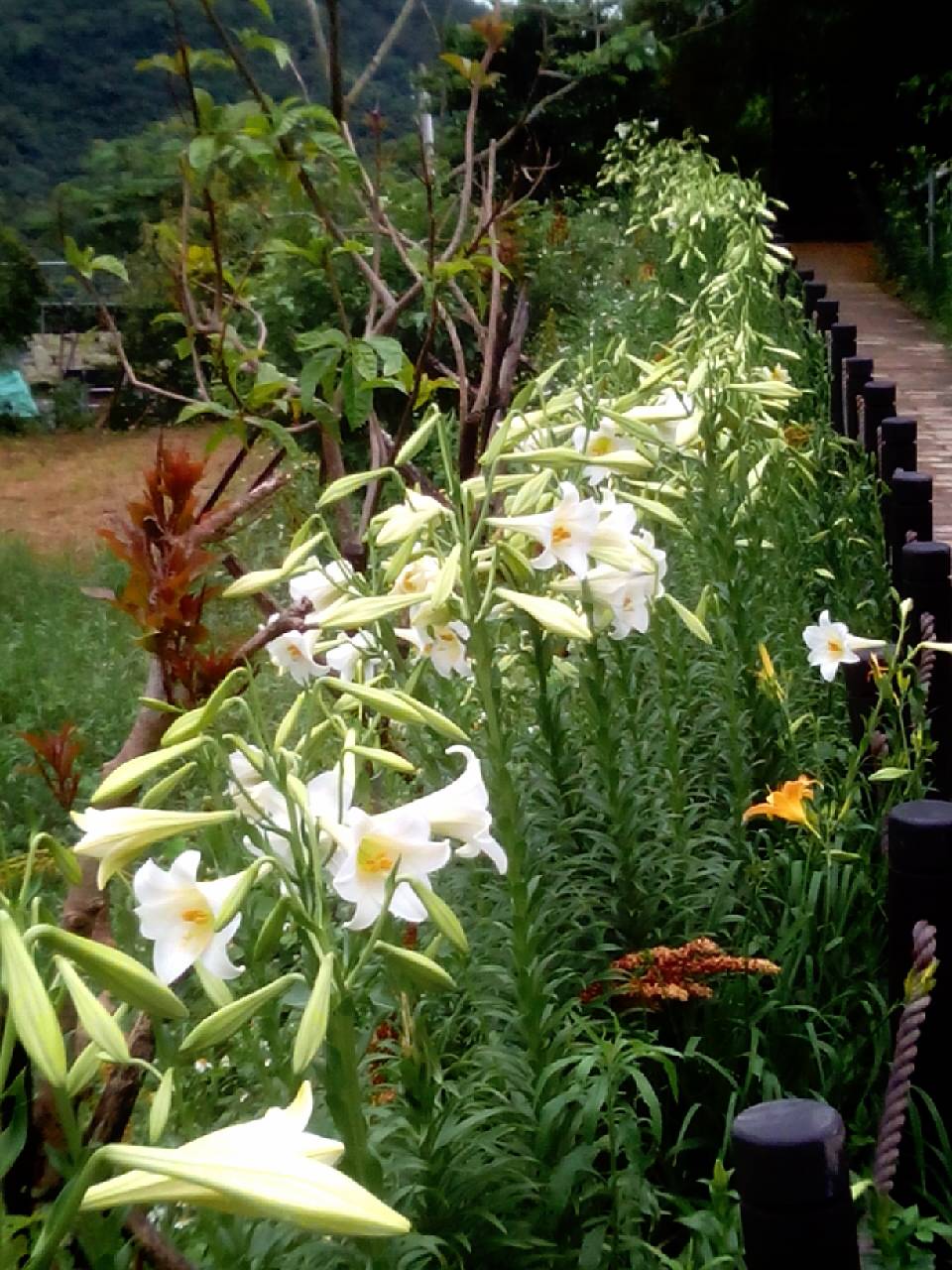 百合花群