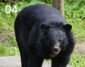 Formosan Black Bear