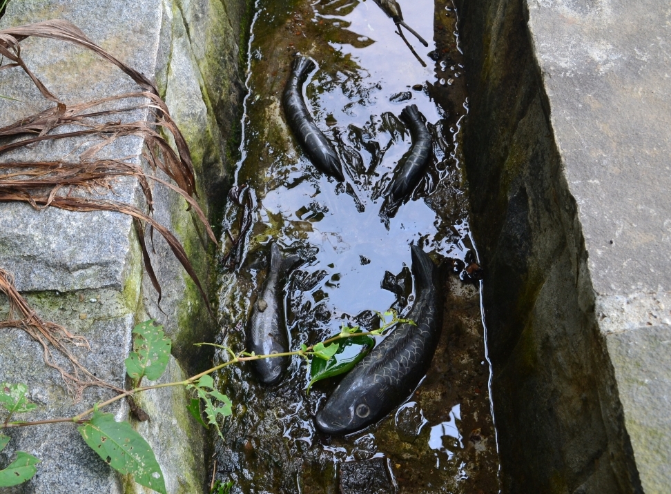 水圳裡的魚型浮雕