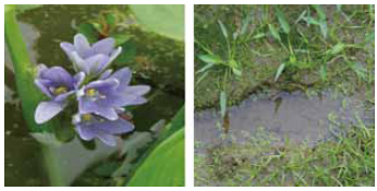 鴨舌草 雨久花科