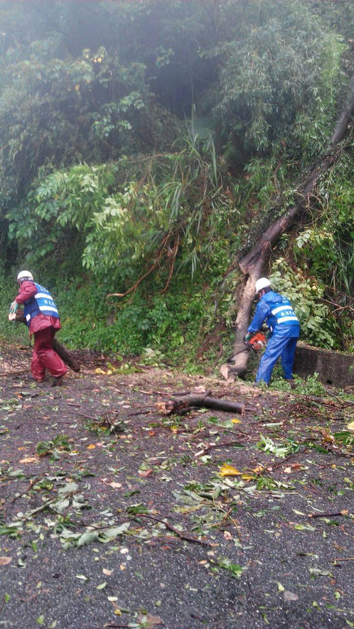 金龍產業道路73號燈桿旁倒樹處理