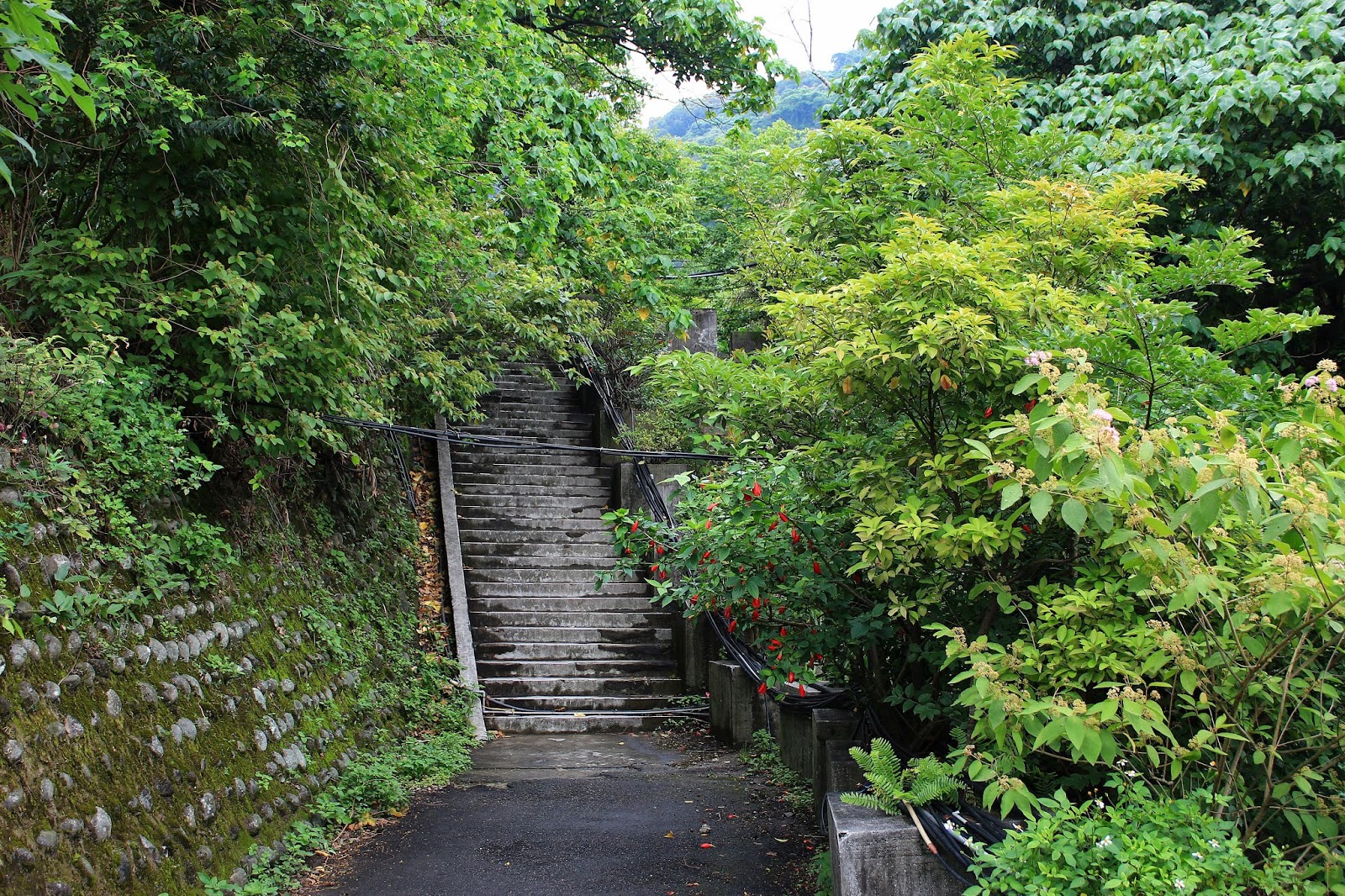 貴子坑親山步道登山口