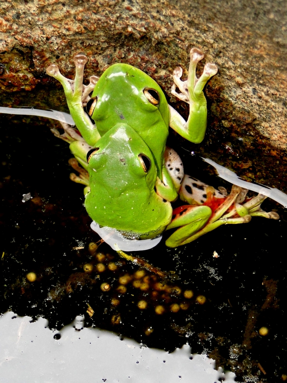 莫氏樹蛙