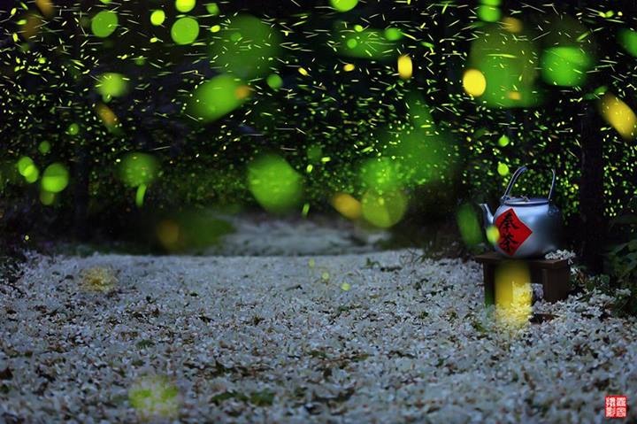 南港桂花吊橋步道(螢火蟲+桐花)