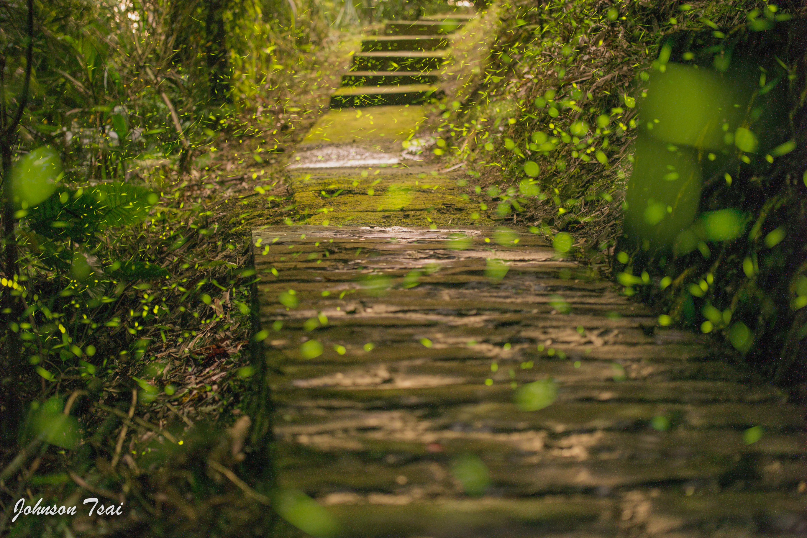南港桂花吊橋步道(螢火蟲)