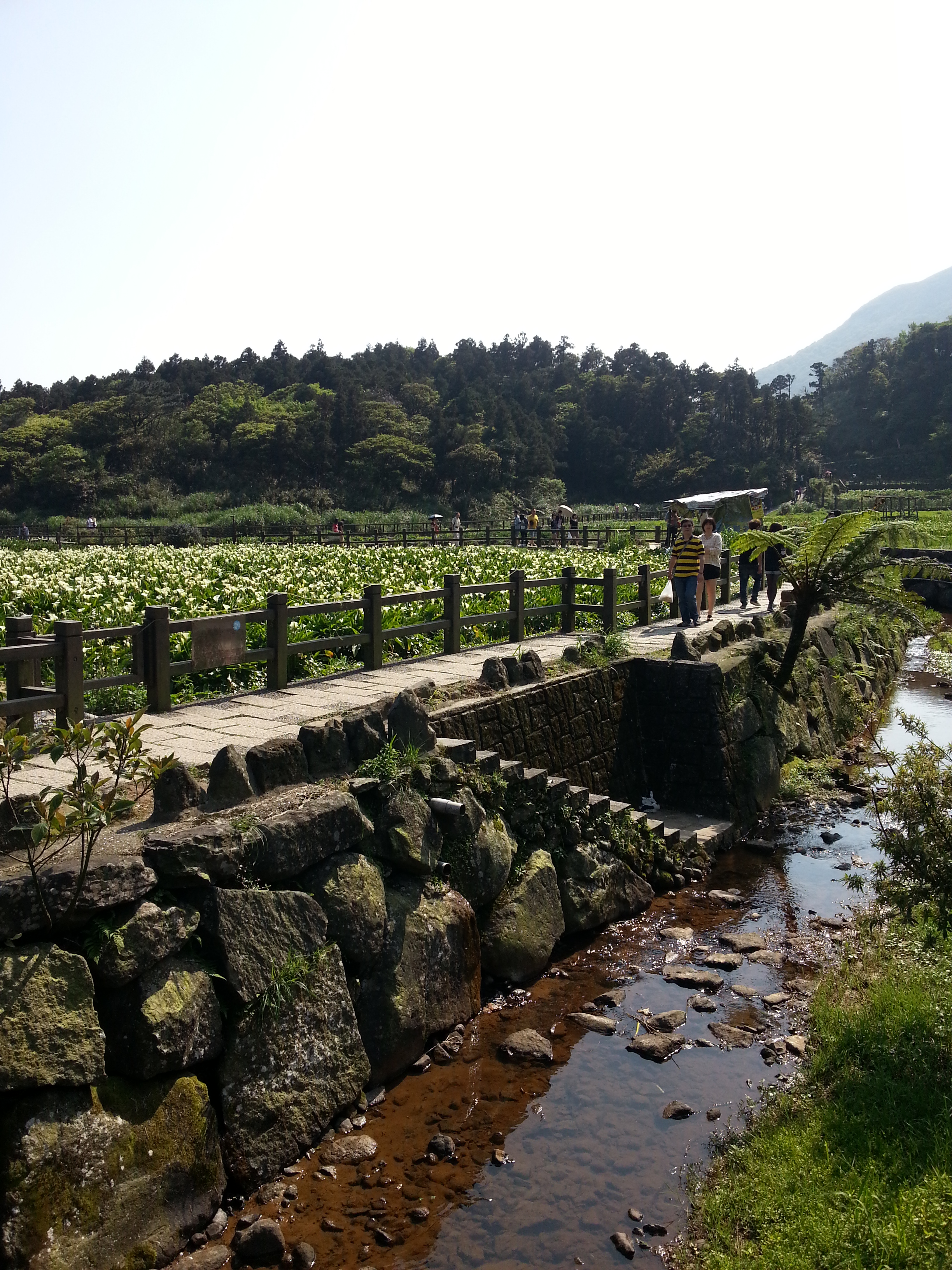 竹子湖陽明溪