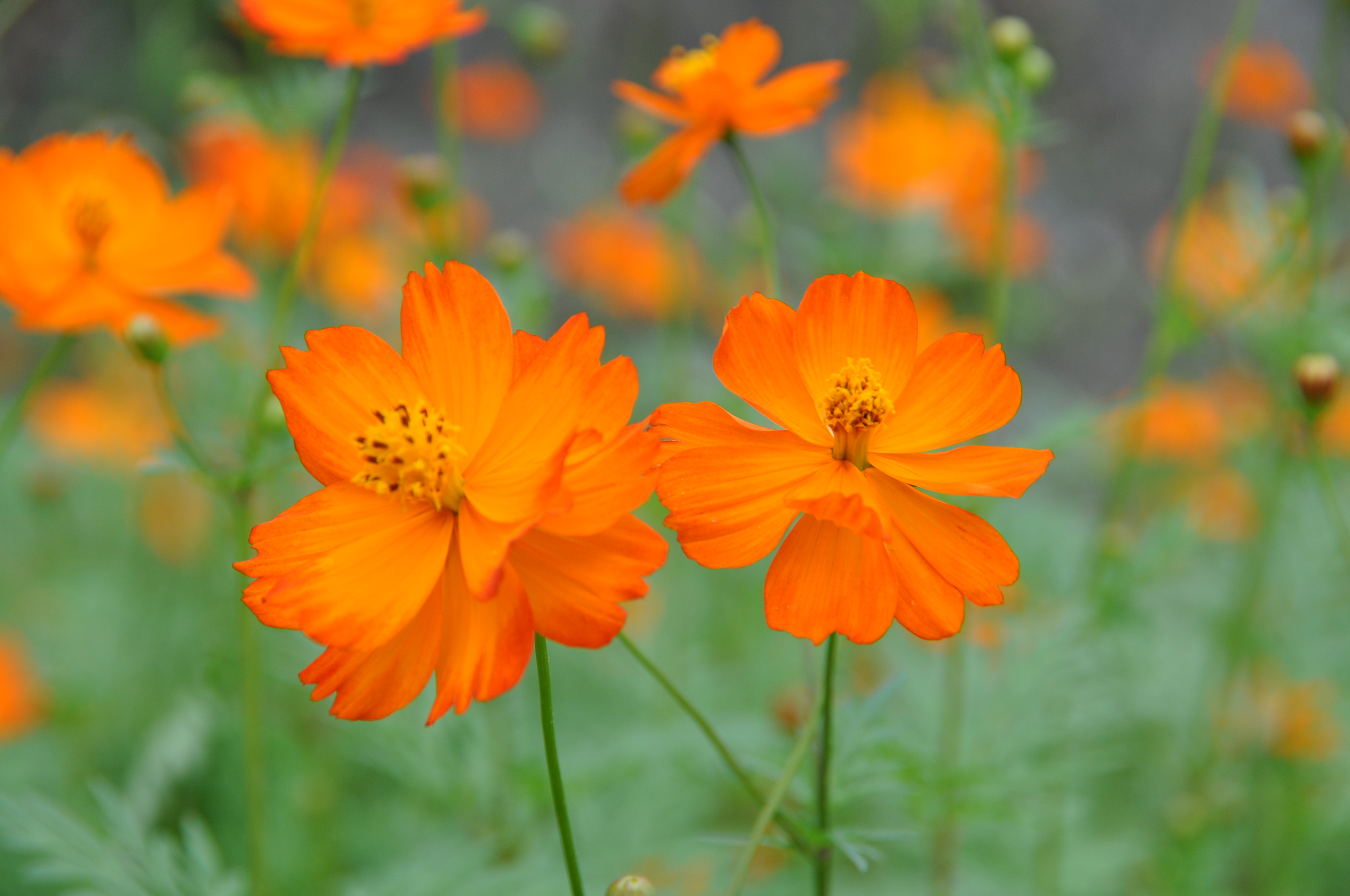 波斯菊花