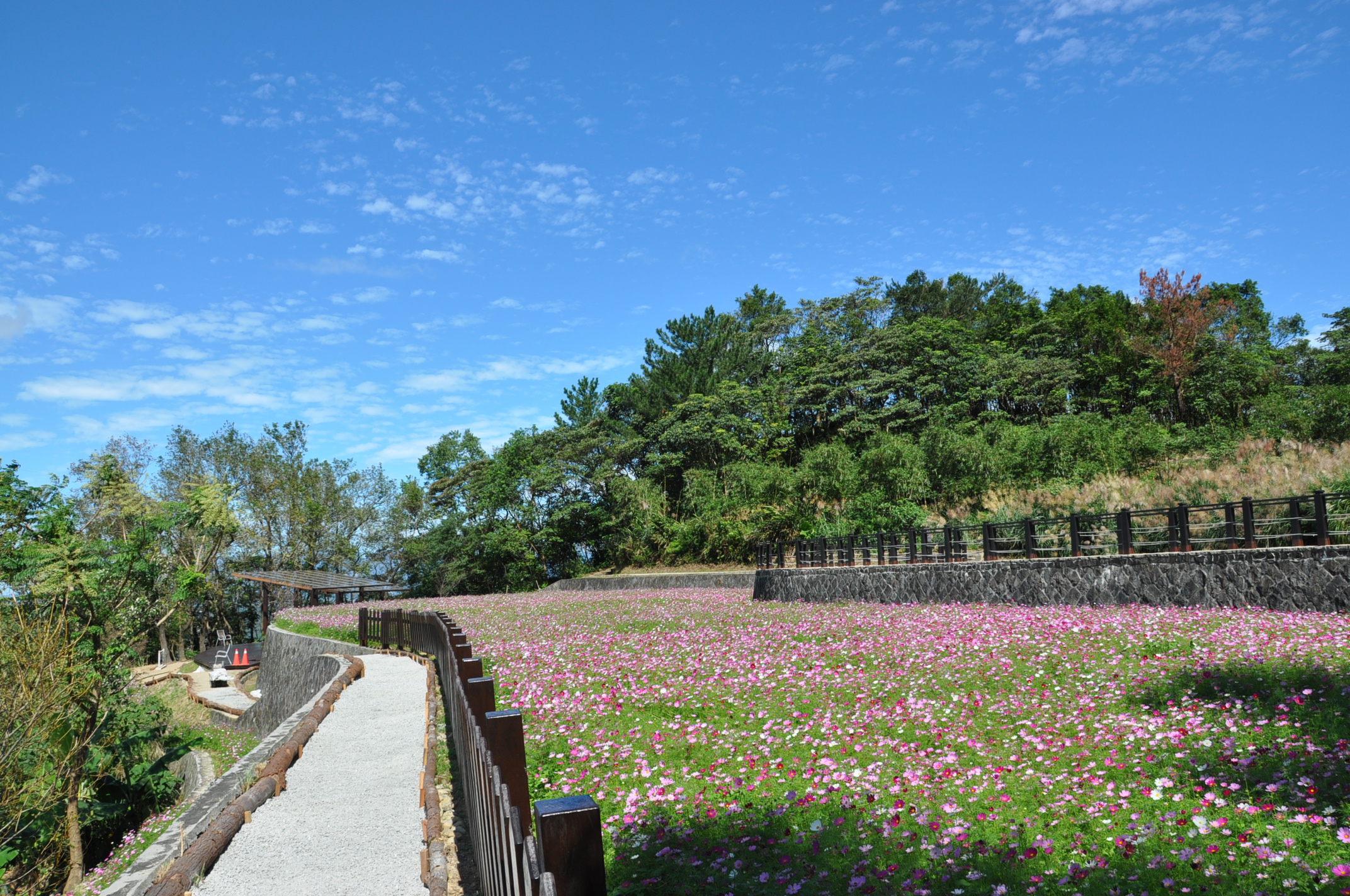 波斯菊花海