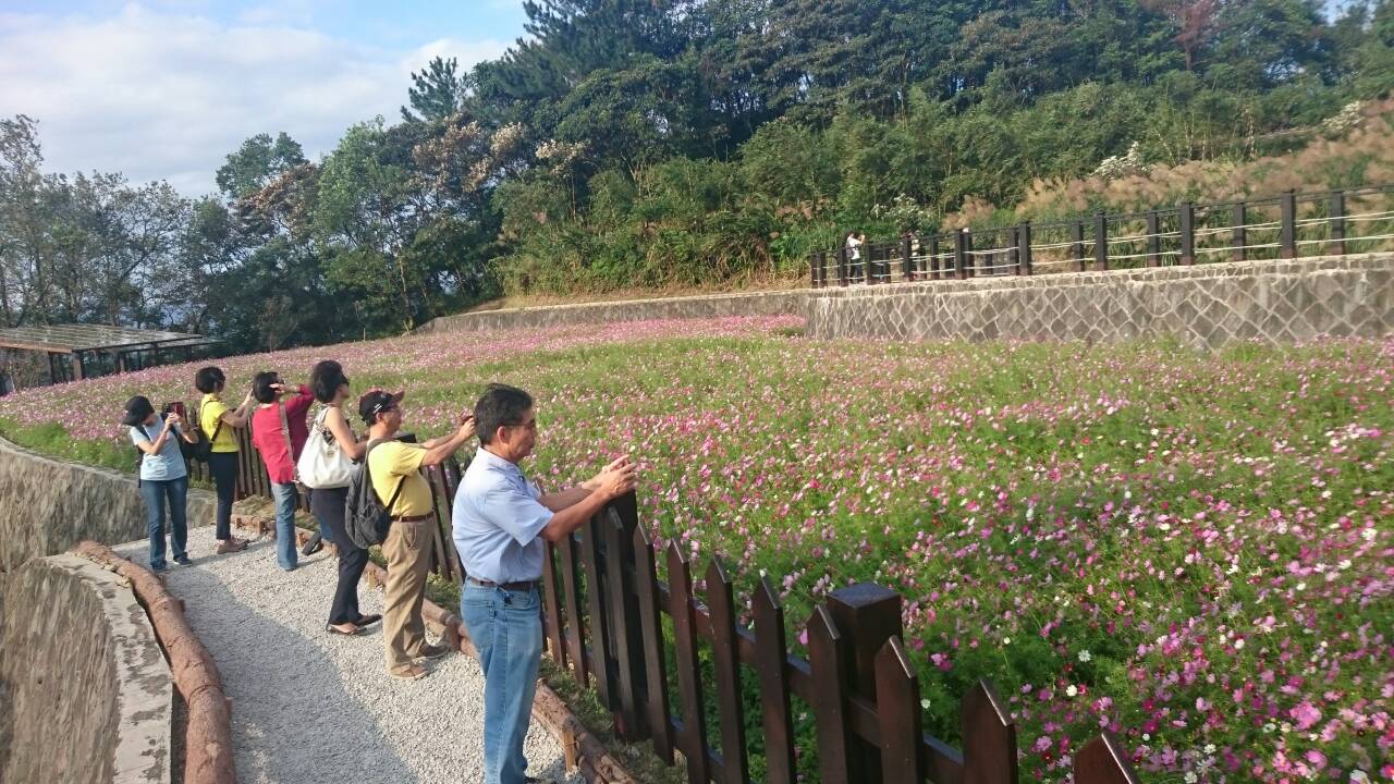 拍攝波斯菊花海