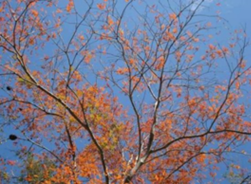 大崙頭尾山步道-山漆紅葉