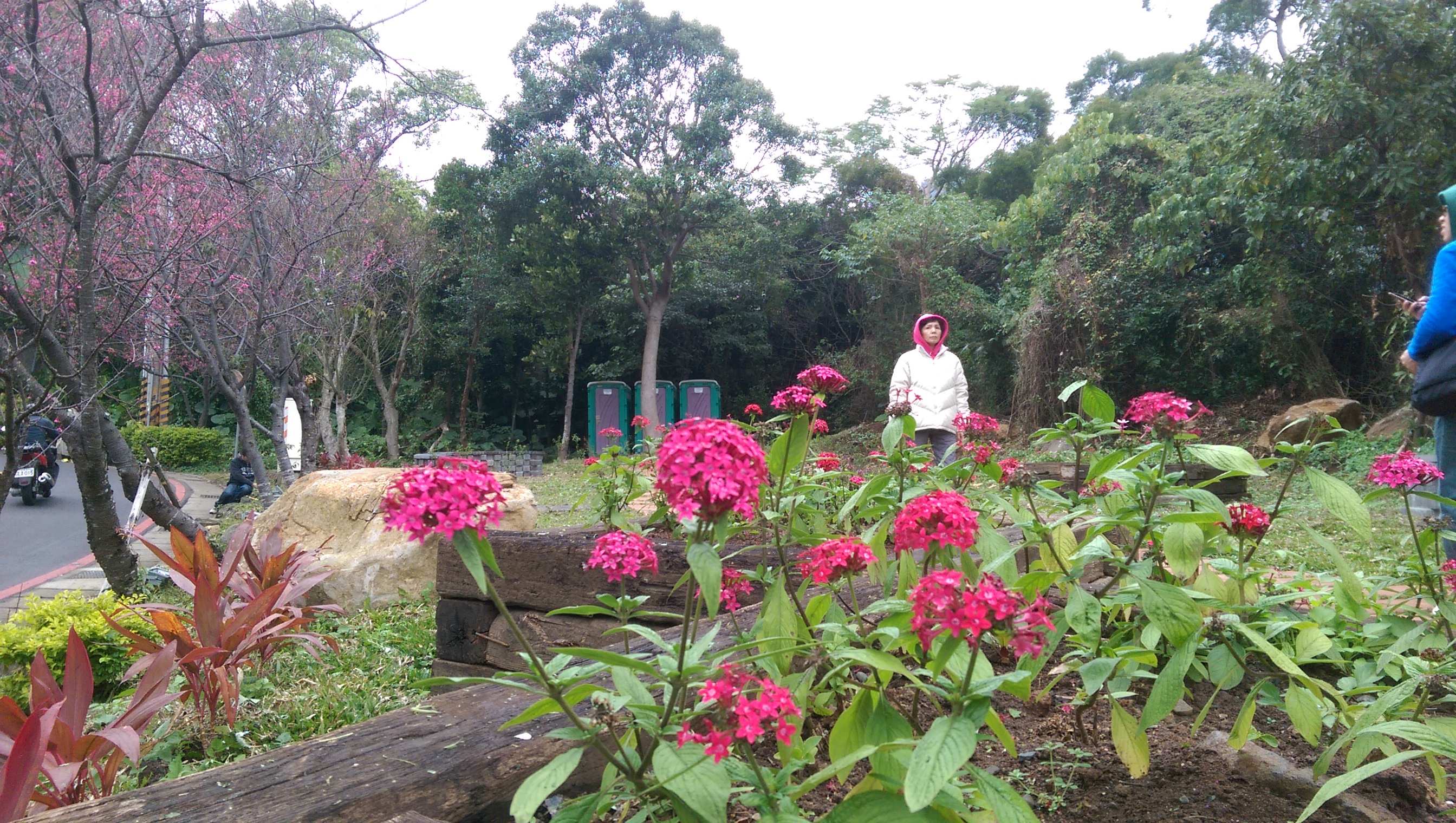 抬頭賞櫻之餘，低頭也是一番美景