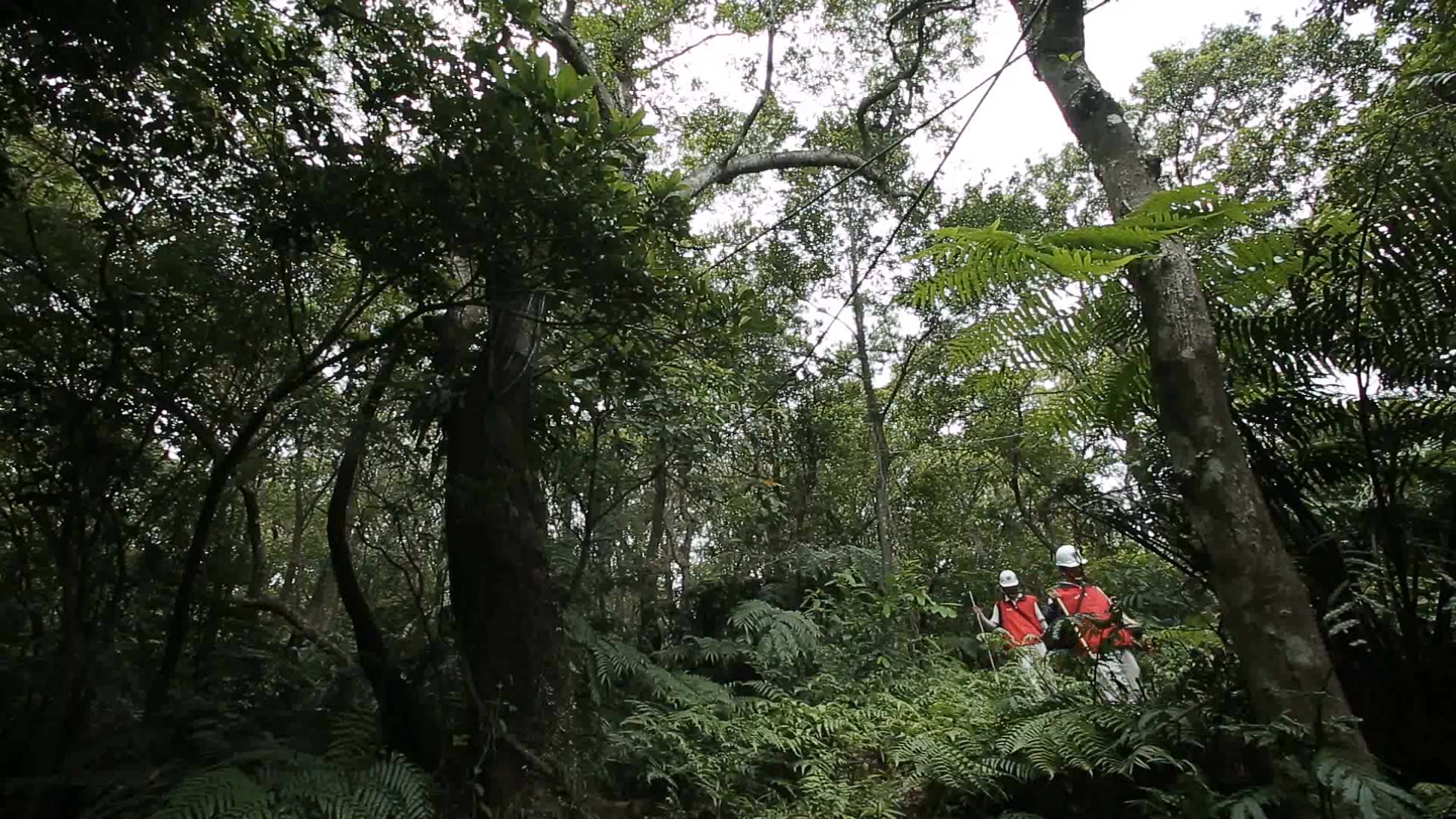 巡勘技師穿梭在樹林