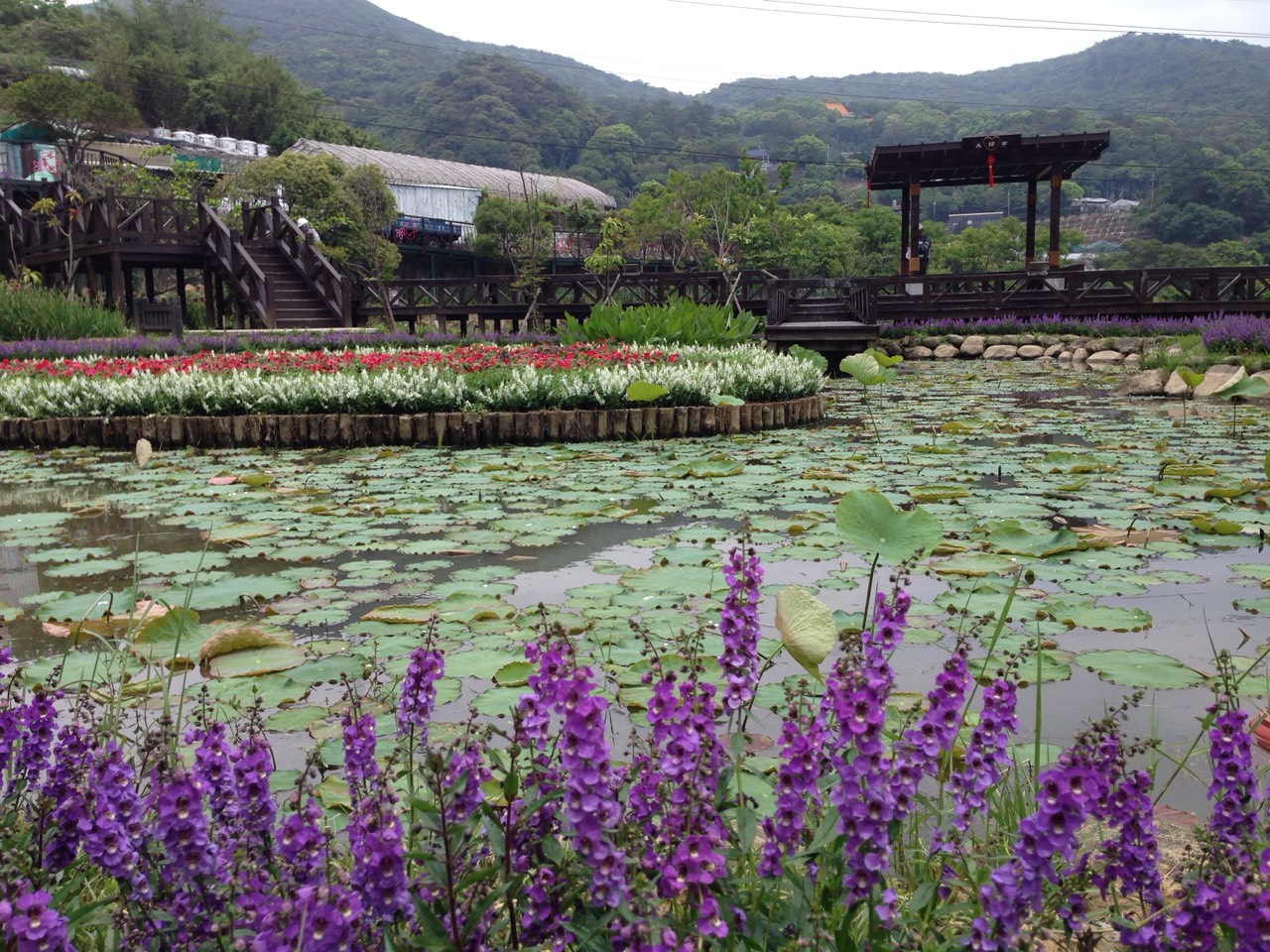 同心池內島區白色天使花與紅色鳳仙花的彩妝