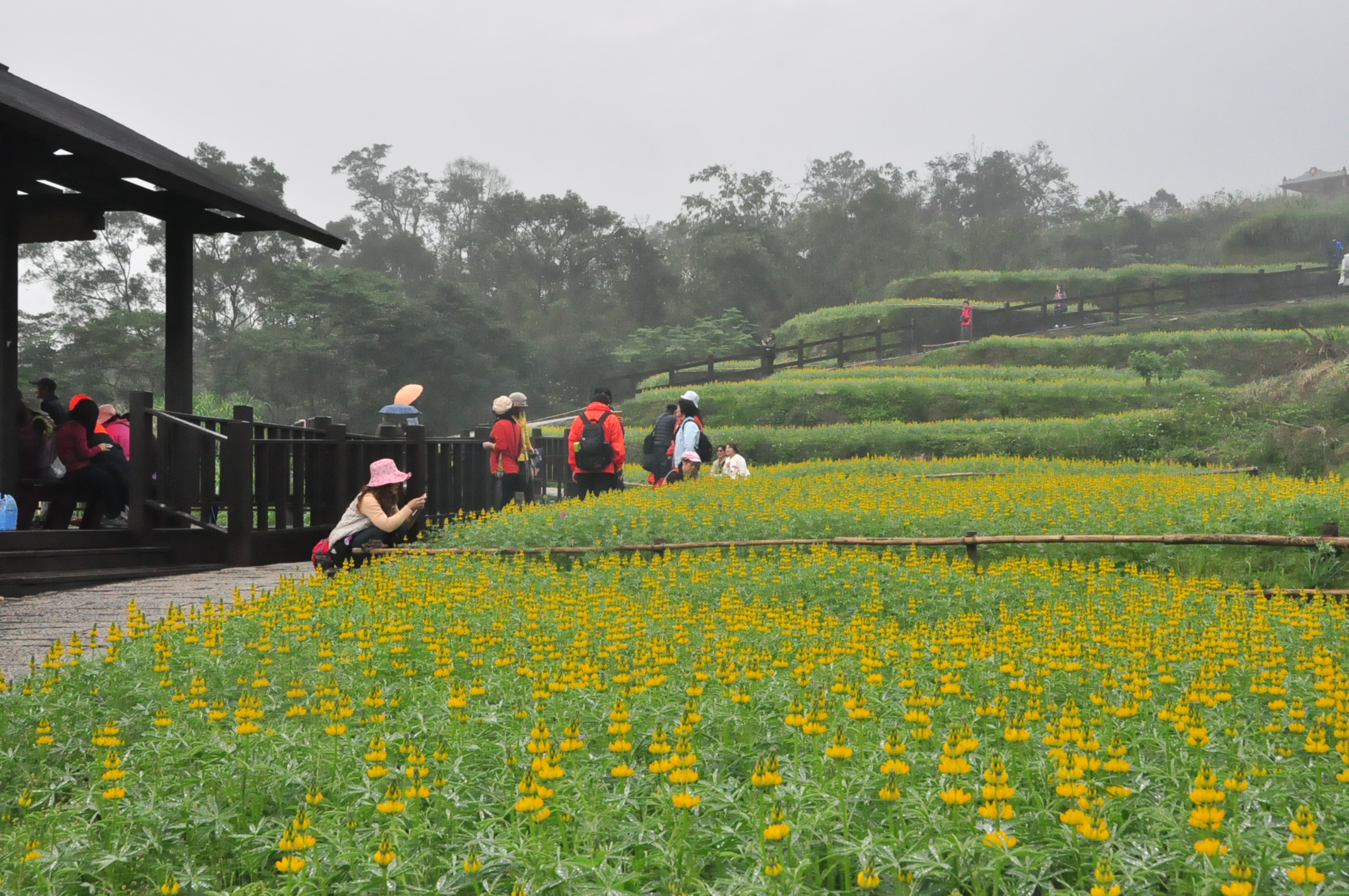 一階階梯田開滿魯冰花