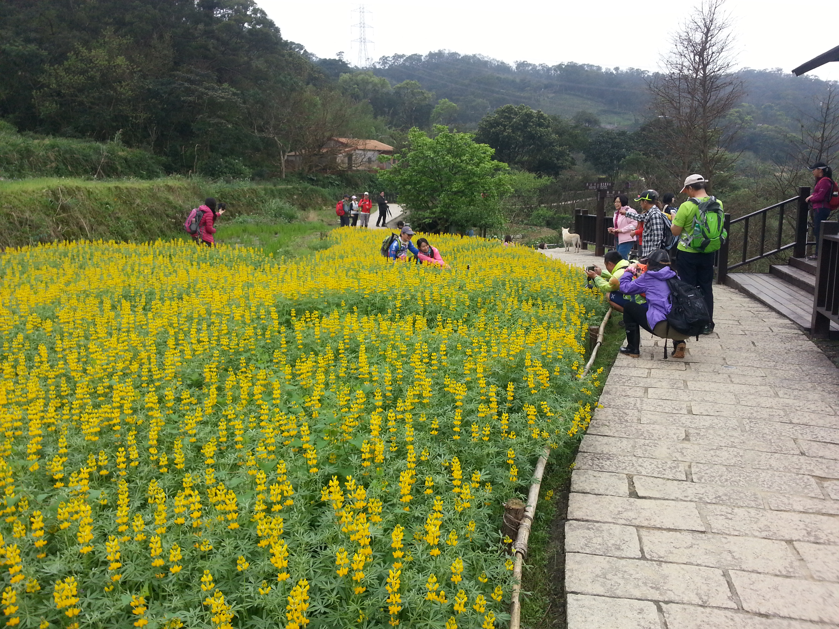 和花海合影留念是一定要的