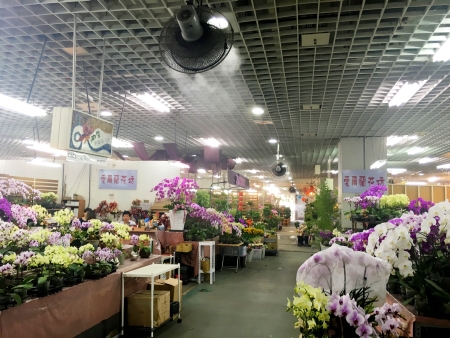 Taipei Potted Plants Wholesale Market