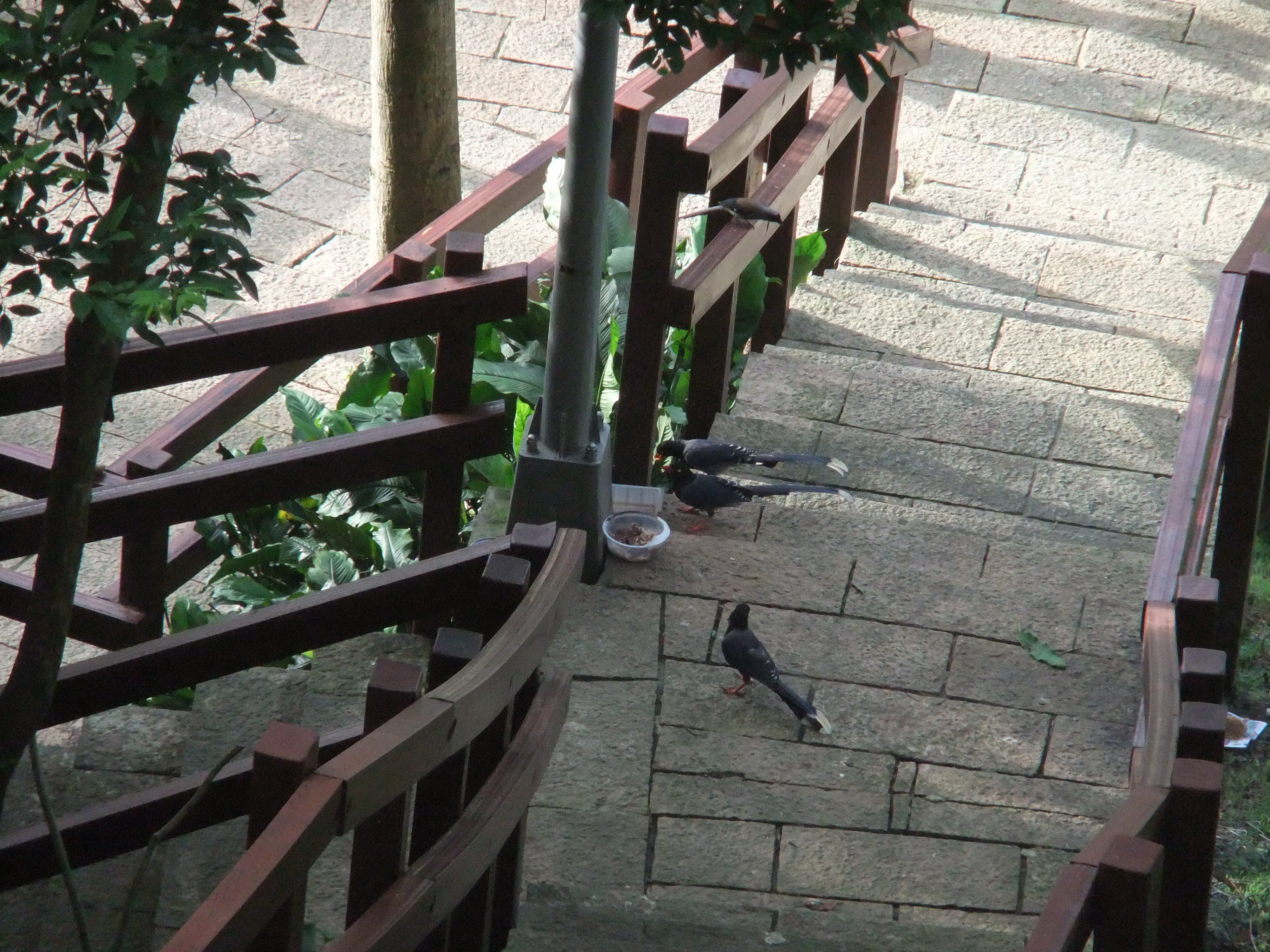 台灣藍鵲