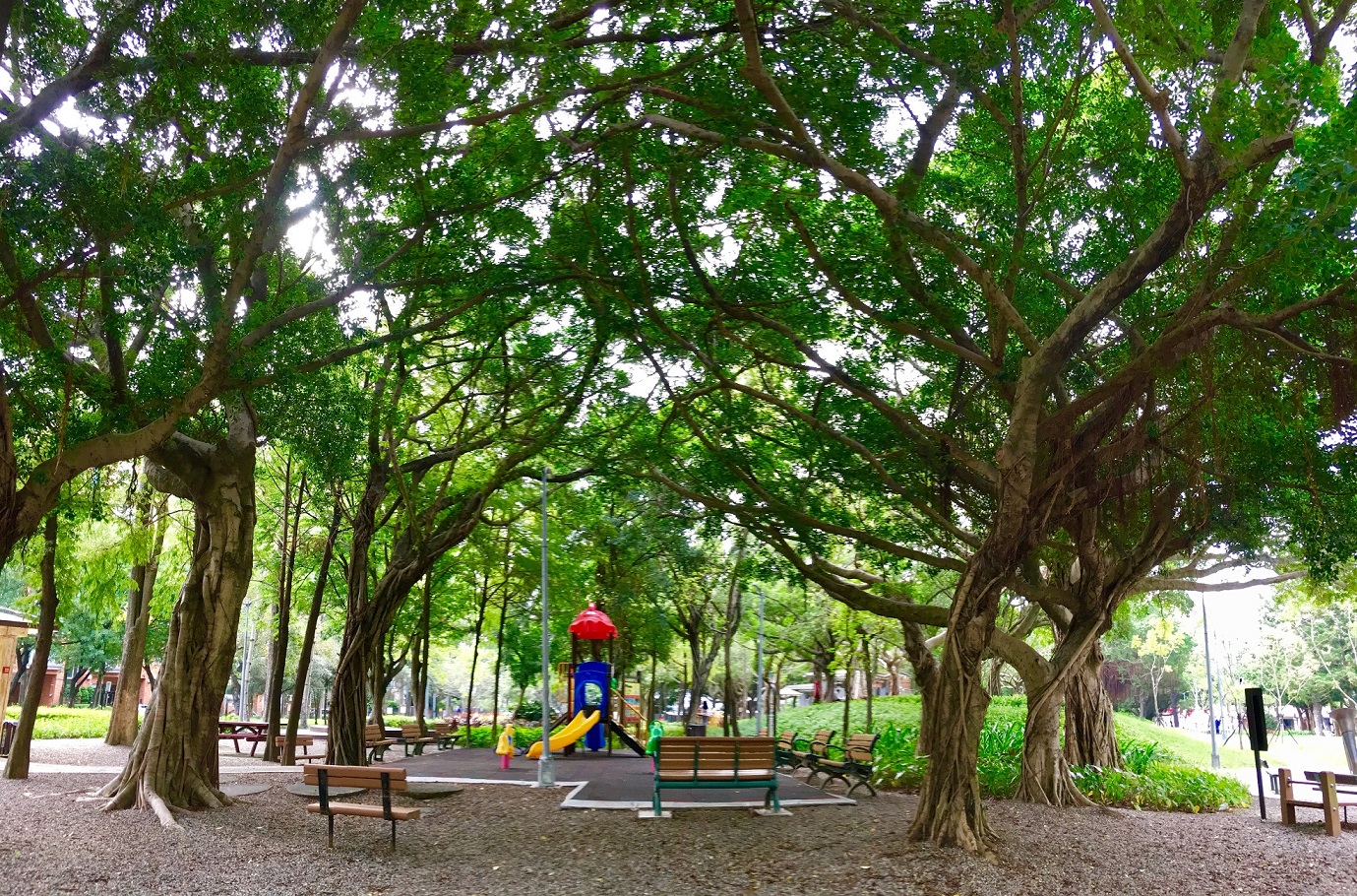 圖1、忠誠公園一隅-榕樹群