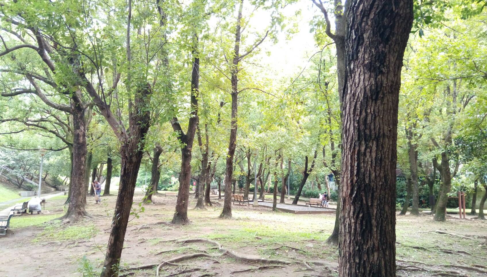 圖12、天和公園自然景觀