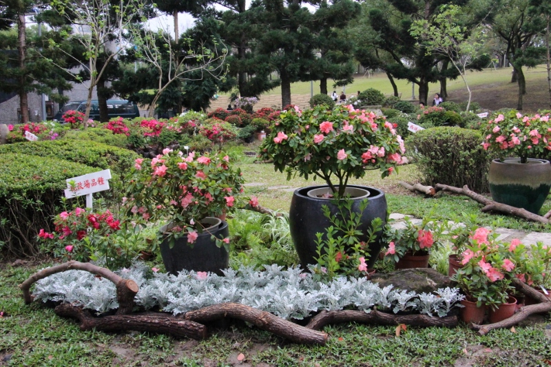 大安森林公園露天音樂臺旁展示全臺珍貴杜鵑花品種