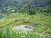 灣潭人工濕地照片(93年)