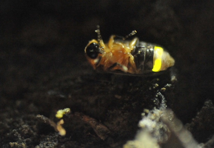 臺北市立圖書館 熱門主題 終身微學習資訊站第7期