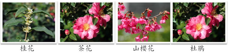 「101臺北植樹LOVE」植樹種類