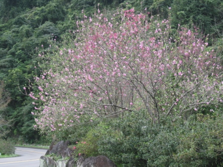 照片1：壩區盛開之杏花