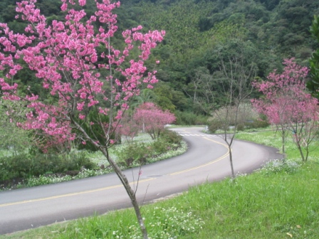照片2：壩區盛開之臺灣山櫻花