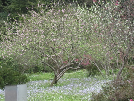 照片3：壩區盛開之梅花