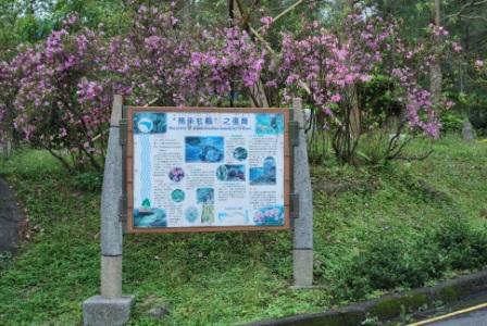 照片1：翡管局最早移植之10株烏來杜鵑開花情形及復育解說牌