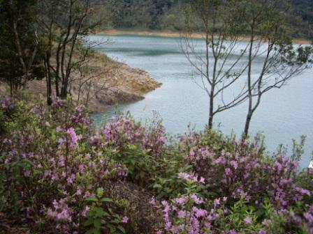 照片6：鷺鷥潭原生地附近回植之烏來杜鵑盛開情形